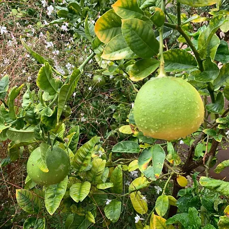 Rose De Sel Appartement Hyères
