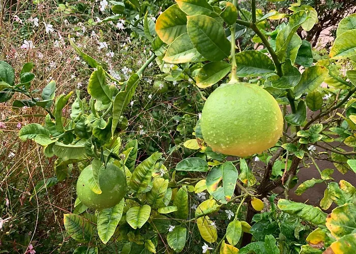 Rose De Sel Apartman Hyères